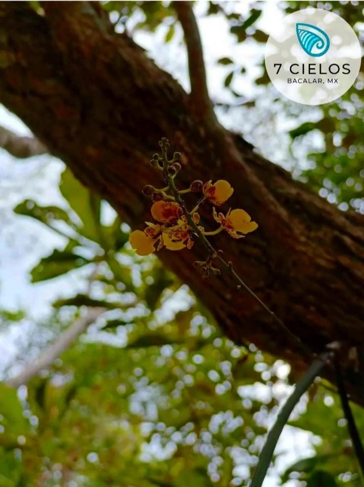 7 Cielos Bacalar. المظهر الخارجي الصورة